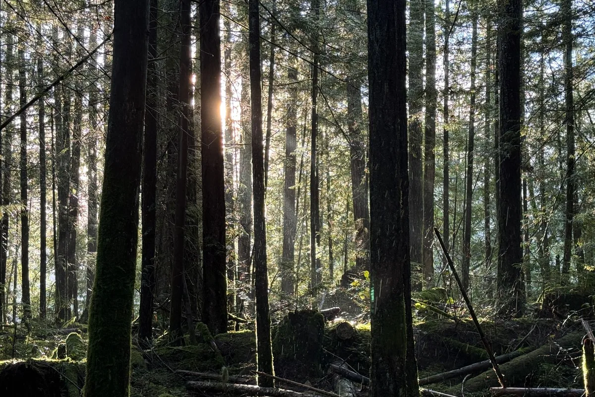 Kanyona giden çam ormanı içindeki patika